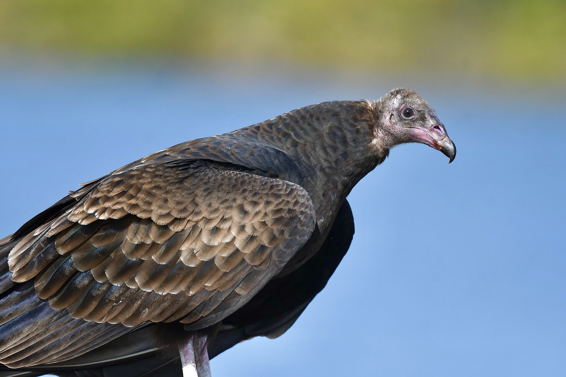 Turkey Vulture (first year) at Riverlands Migratory Bird Sanctuary West Alton, Missouri by Wildreturns is licensed under CC BY 2.0.